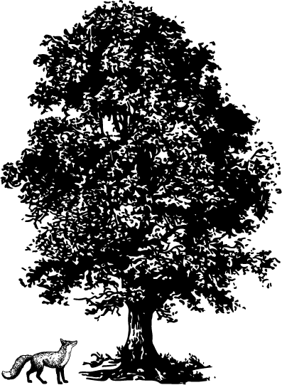 The Fletcher Fox and a Linden Hills Tree